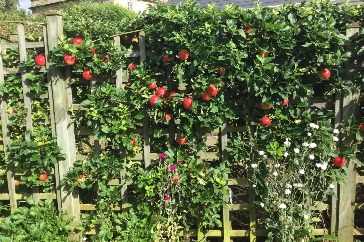 Red apples growing against a trellis fence