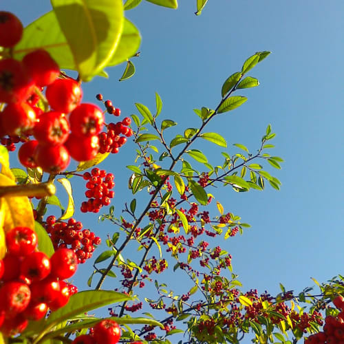 Rowan berries and leaves against a blue sky